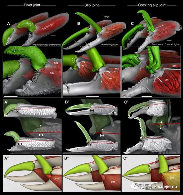 你信嗎?這種小蝦能產生5000度的高溫 你信嗎?這種小蝦能產生5000度的高溫