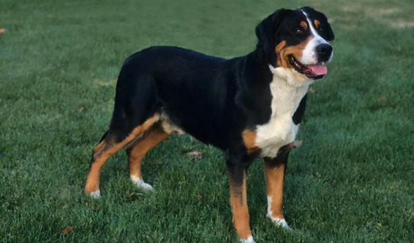 狗狗品種介紹大全！我們應該怎麼挑選適合自己的狗狗？