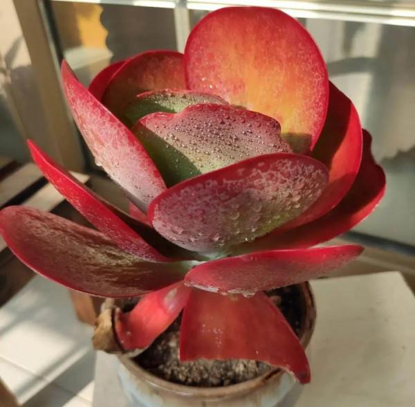 6種多肉，夏天不休眠，而且瘋狂生長