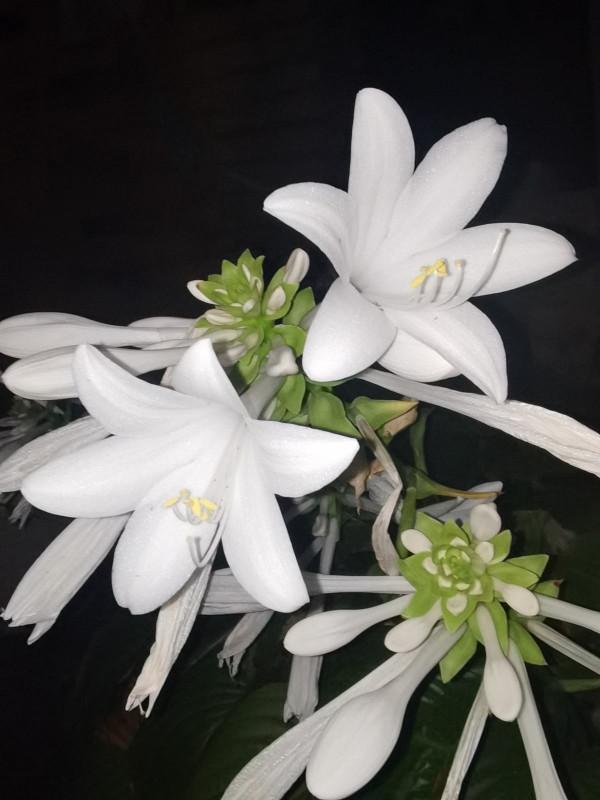 玉簪耐陰耐寒，零下20度凍不死，冬天養很合適