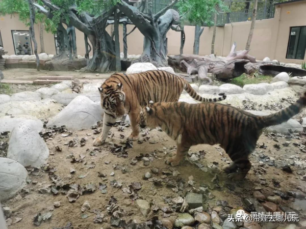 北京新開一家動物園,可以和老虎共進午餐 北京新開一家動物園,可以和老虎共進午餐