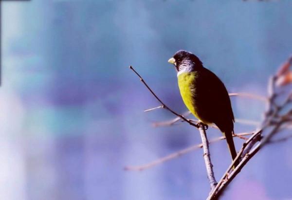 山中精靈領雀嘴鵯