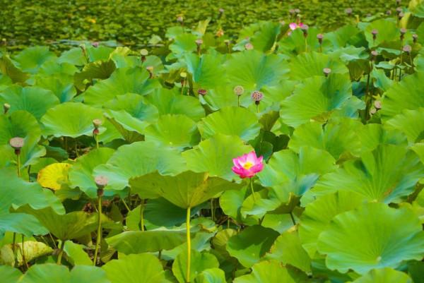 沙湖:感受一半沙漠一半湖水 沙湖:感受一半沙漠一半湖水