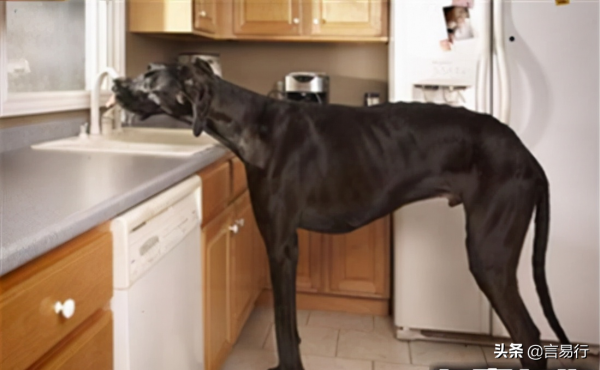 世界最高大的狗狗,高度達到2米多 世界最高大的狗狗,高度達到2米多