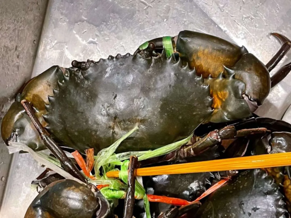 中國媽媽在普吉島陪讀，快樂教育、愜意，為什麼還要轉戰新加坡？