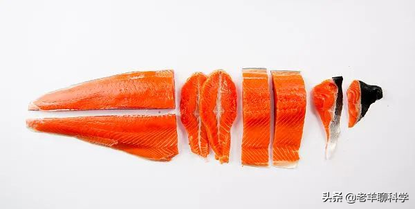 2017年10斤虹鱒被釣獲，引出淡水三文魚之爭，如今對手卻高攀不起