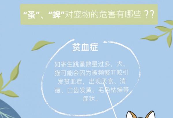 毛孩子生病之後,我真的再也不敢忽視毛孩子身上的蚤蜱危害了 毛孩子生病之後,我真的再也不敢忽視毛孩子身上的蚤蜱危害了