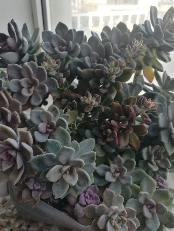 養多肉沒必要單盆,組合起來更漂亮 養多肉沒必要單盆,組合起來更漂亮