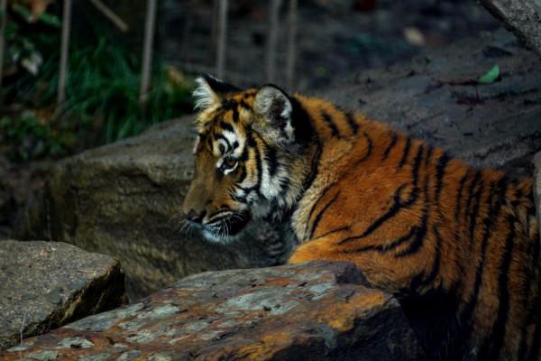 上海動物園：小華南虎姐弟獲名&OpenCurlyDoubleQuote;南風&rdquo;&OpenCurlyDoubleQuote;凱風&rdquo;