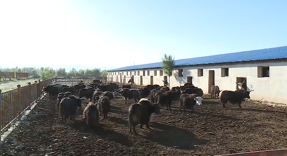 【奮鬥百年路 啟航新徵程·鄉村振興看民樂】我縣畜禽飼養量達268.8萬頭只