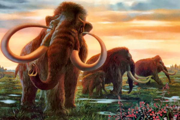 要復活長毛象?現已有明確的研究計劃 要復活長毛象?現已有明確的研究計劃