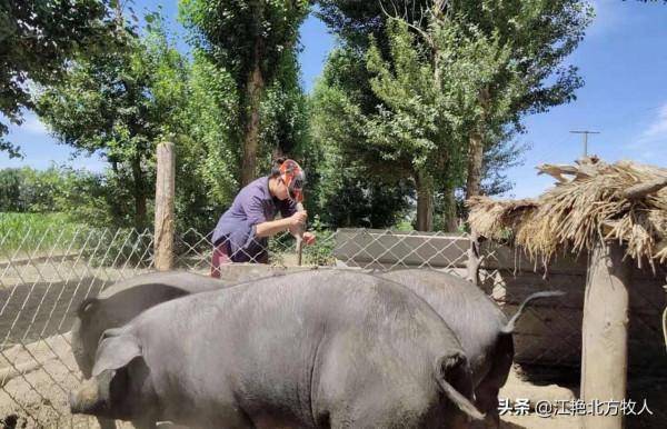 靠養殖到底能不能致富？江豔實話實說，再聽聽她的致富經