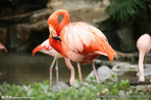 侯鳥火烈鳥紅鶴