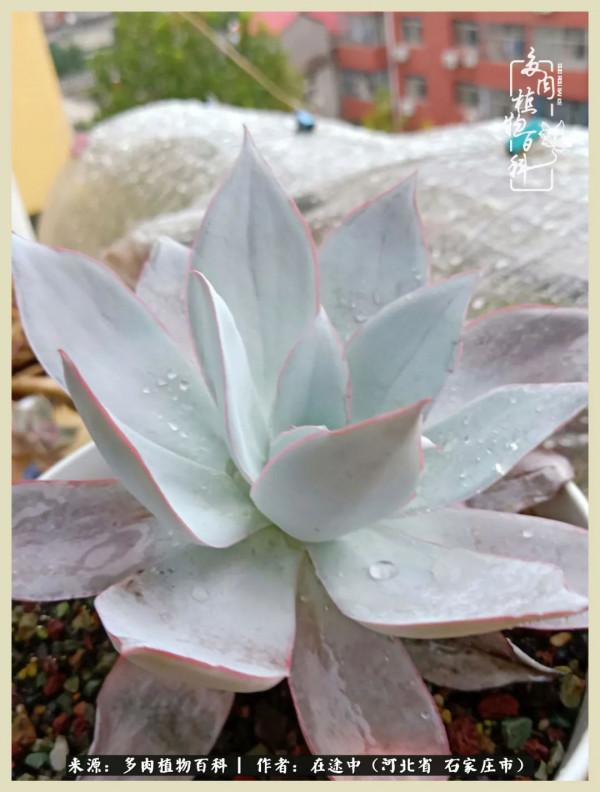 落葉知秋,願你安好 落葉知秋,願你安好