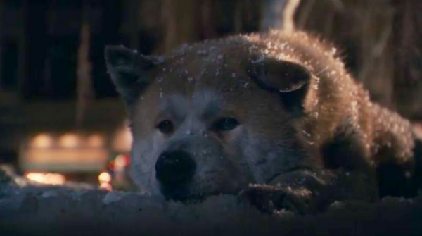 這隻狗狗用一生等待主人歸來，它的事蹟感動了無數人