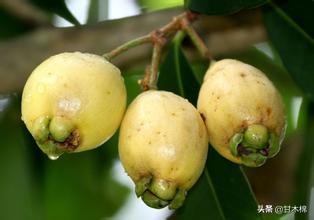 帶你回味童年吃過的46種野果子，記憶中的味道你還記得嗎？