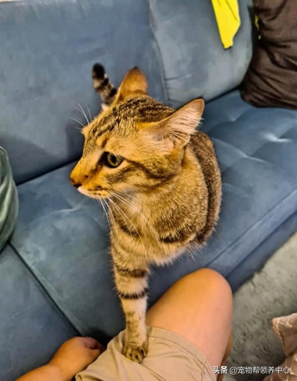 斷臂狸花小奶貓，抗住兩次截肢手術，如今還成家裡小霸王了