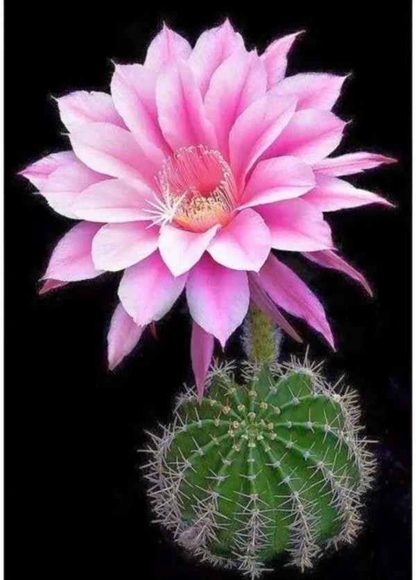 分享圖片&mdash;&mdash;奇美的花卉