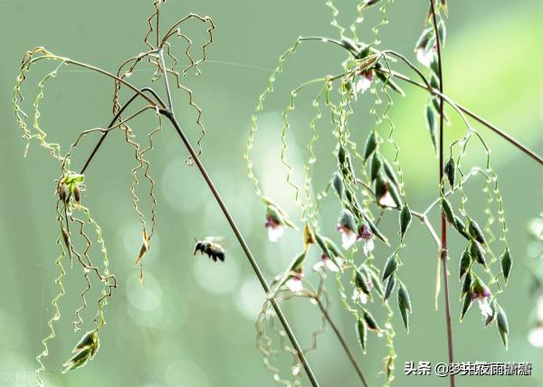 老驥伏櫪，金牛座