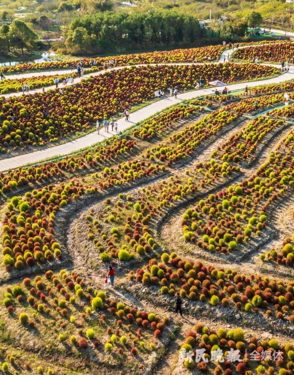 醉美秋色 地膚炫彩