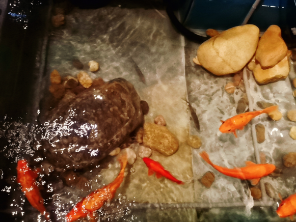 趕中秋國慶假期來臨前,在千島湖來一場心靈之旅 趕中秋國慶假期來臨前,在千島湖來一場心靈之旅