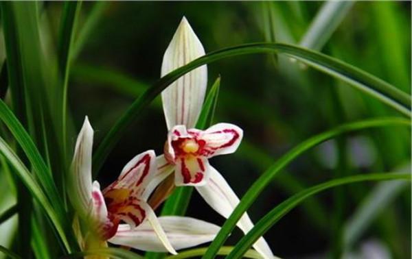 用組織培養來擴大繁殖植物是植物學界革命性的一大步驟 之十二