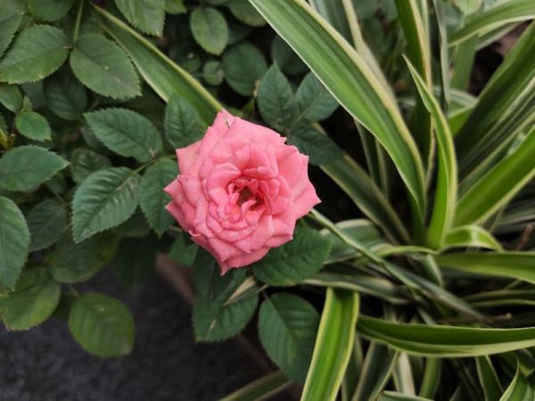 你是否也一樣,遇到漂亮的花花忍不住拍一拍 你是否也一樣,遇到漂亮的花花忍不住拍一拍