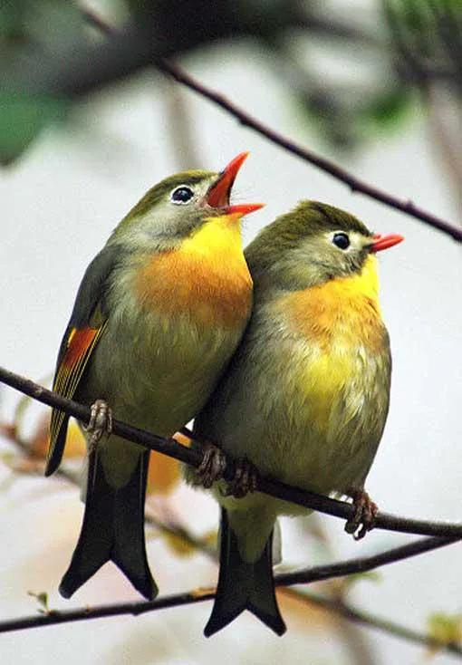 100幅美麗的鳥圖欣賞