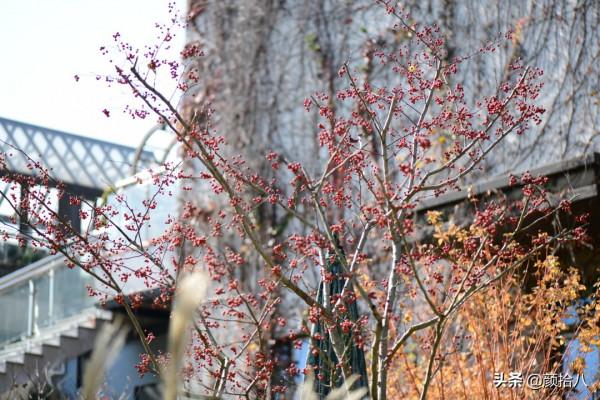 鳥兒們過冬必備 - 紅透整個冬日的迷你山楂果 |園丁