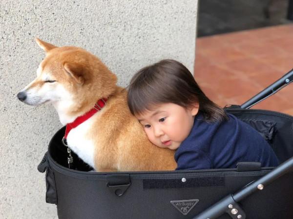 三胎家庭養了7年的柴犬：賣得了萌，帶得了娃，治癒又溫馨