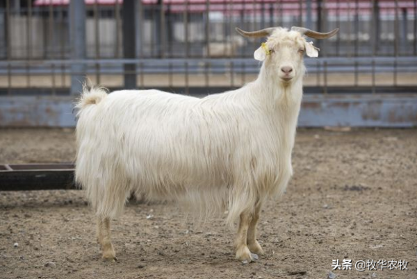 有一種羊身披“黃金”，很多養殖戶靠它發家致富