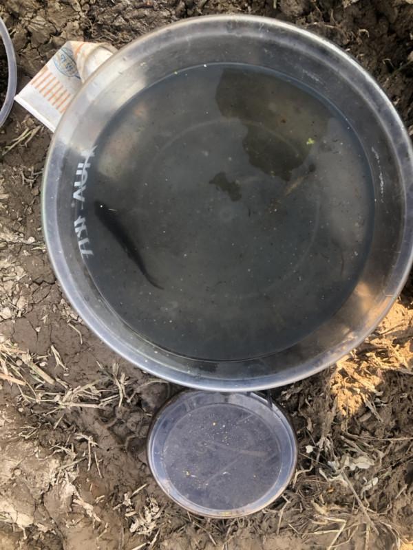 探索沼澤塘有驚無險,黃金小奶鯽齊上岸 探索沼澤塘有驚無險,黃金小奶鯽齊上岸