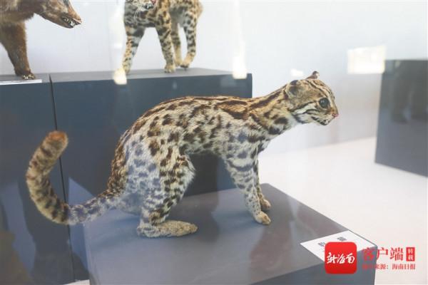 跟隨護林員走進海南鸚哥嶺，一起探秘巡山護林生活