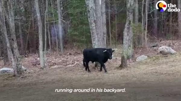 美國一頭牛逃出屠宰場，警察追捕8個月，結果整個小鎮都愛上它了