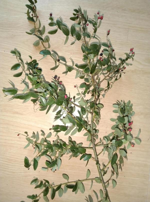 這種花哪位朋友認識？