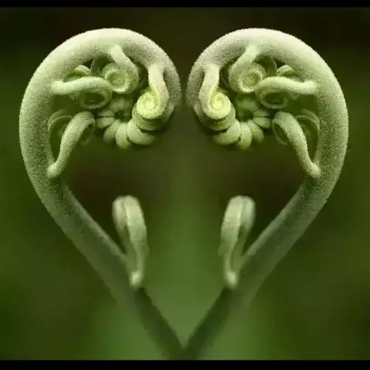 欣賞“夫妻”花：