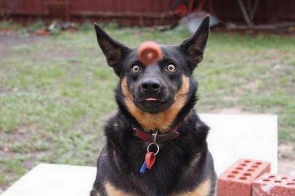 完美定時的寵物照片會讓你的一天變得更美好 完美定時的寵物照片會讓你的一天變得更美好