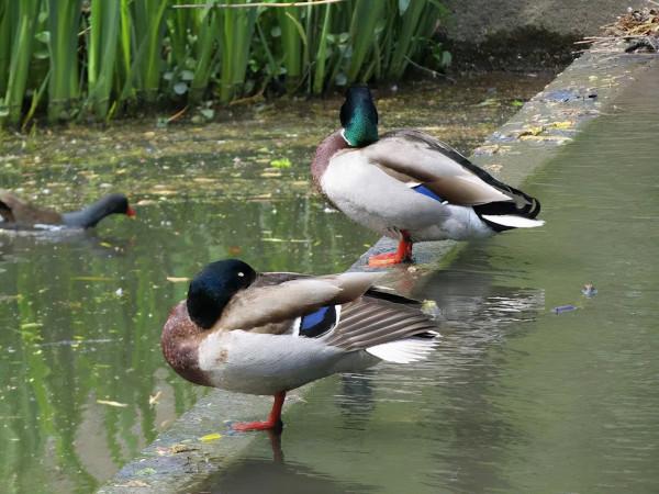 “惹不起”的鴨子，大學裡的網紅
