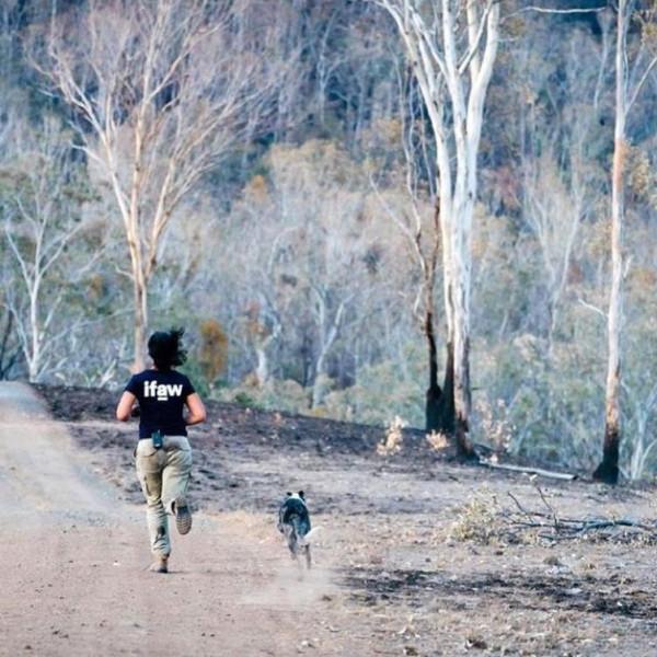 從被遺棄到當英雄，澳洲這隻狗狗，在大火中救下100多隻考拉