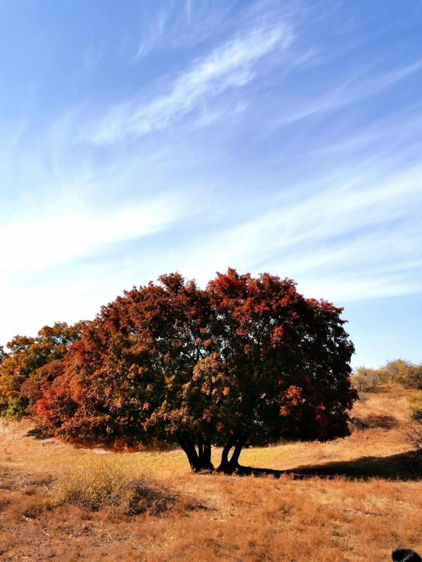 內蒙古烏旦塔拉草原上最美的五角楓林