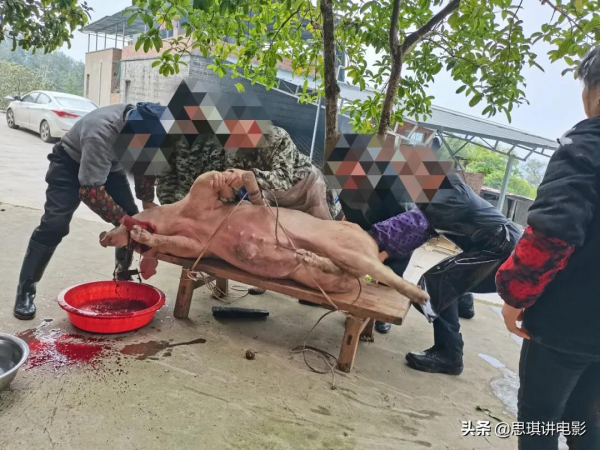 農村開始殺年豬,正宗地道的農村殺豬飯,饞到遠方打工的同志沒? 農村開始殺年豬,正宗地道的農村殺豬飯,饞到遠方打工的同志沒?