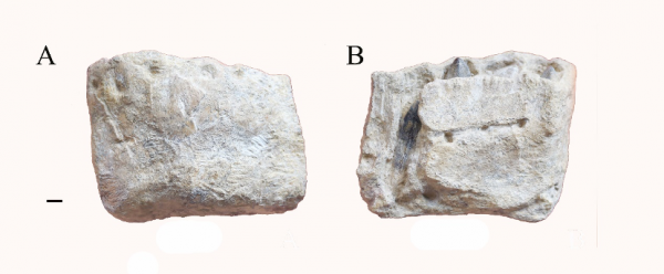76天就換次牙，竟然是為了吃吃吃