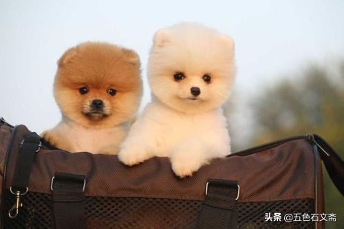 沒有哪一種動物一生像狗一樣譭譽參半，或者毀多譽少