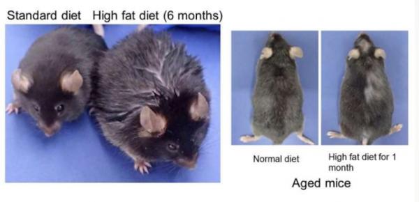 減少脂肪攝入!這能拯救你的頭髮 減少脂肪攝入!這能拯救你的頭髮