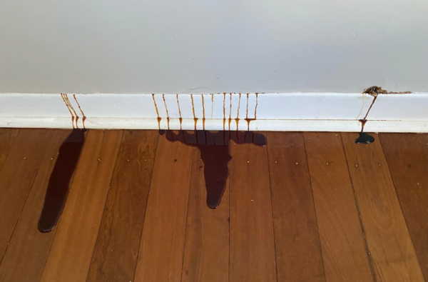 牆縫裡滲出濃稠的深色液體，居然是融化的蜂蜜？