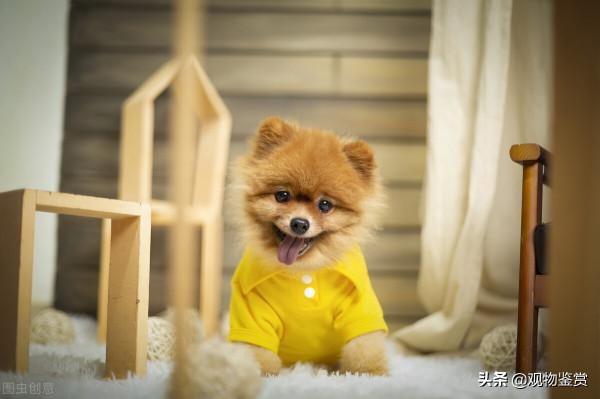 小狗的品種，這些狗的體型都比較小，飼養會比較方便