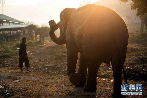 大象無牙的“進化”值得警惕 大象無牙的“進化”值得警惕