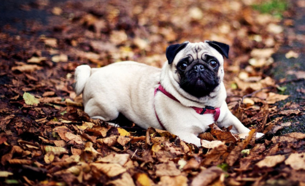 想養狗又不想運動，養這些狗最合適