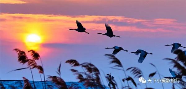 齊齊合爾的鶴群