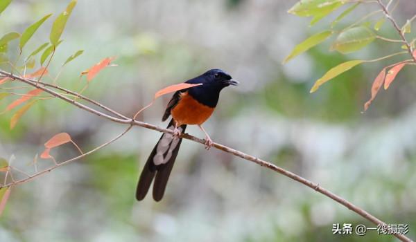 樂不思蜀的候鳥——白腰鵲鴝